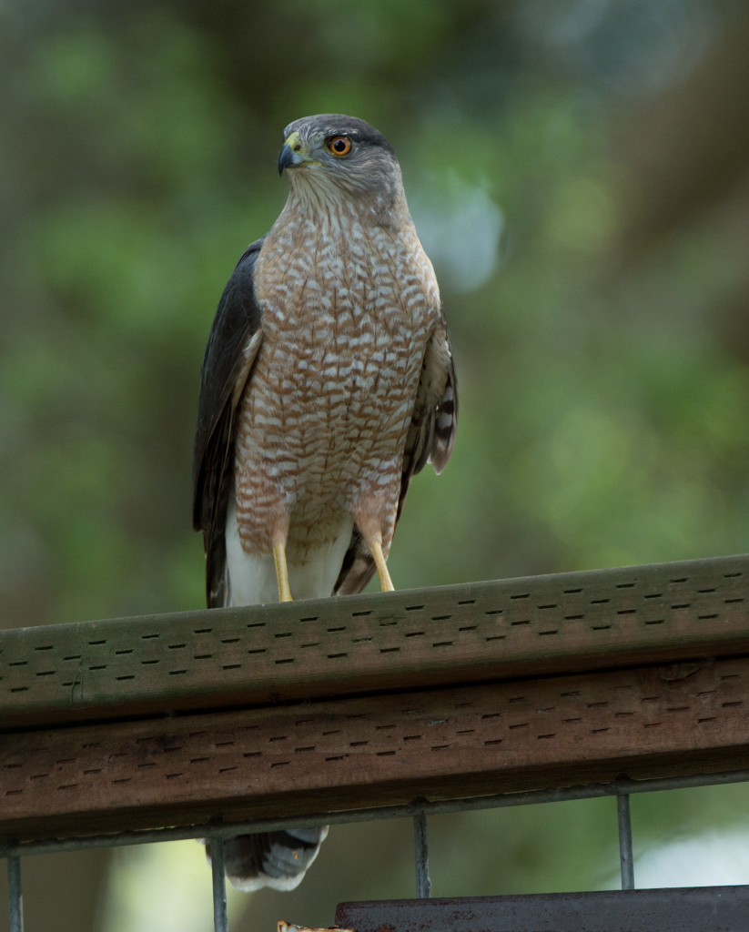 accipiter 20160403-07