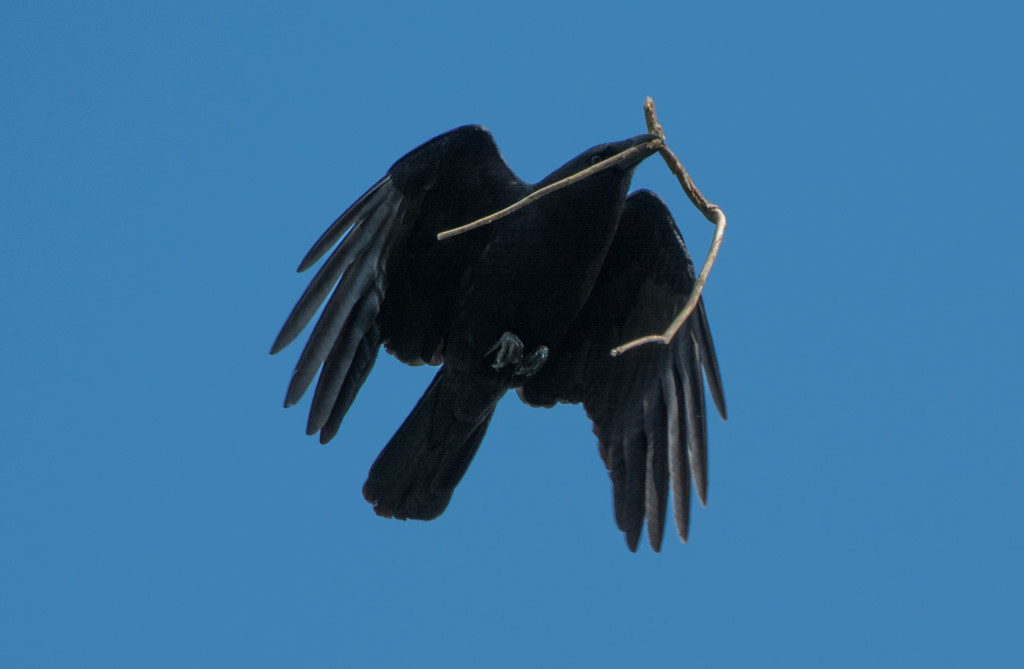 crow - carrying nesting materials 20160413-04