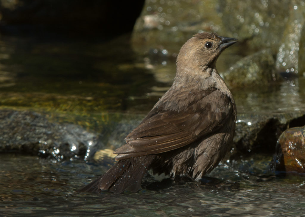 Cowbird, Brown-headed 20160508-06