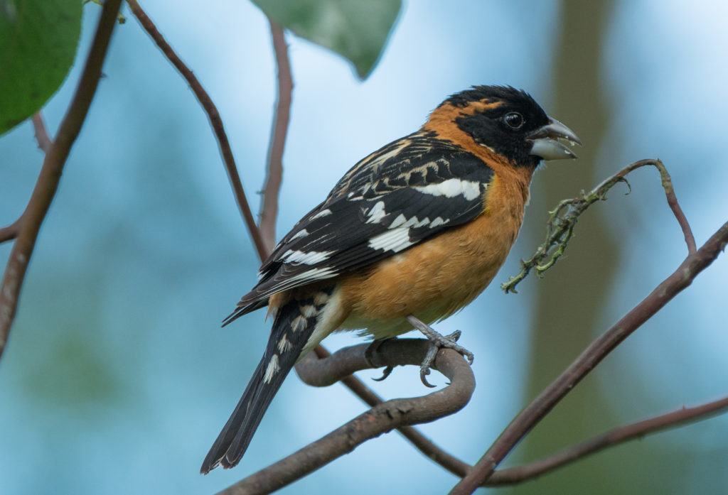 Grosbeak, Black-headed 20160508-01