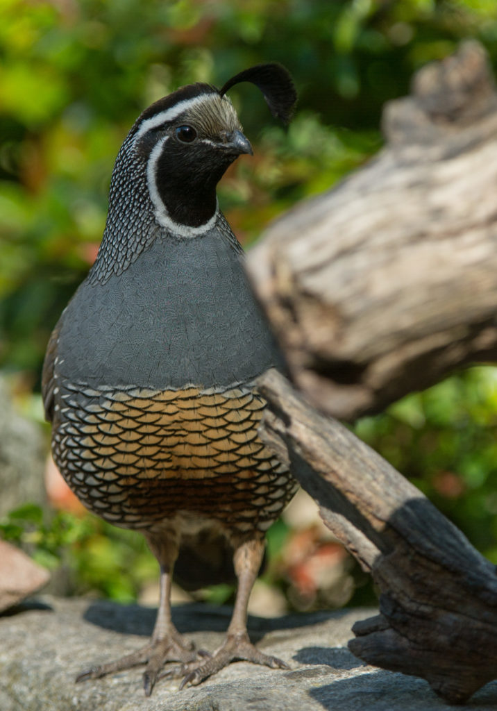 Quail, California 20160510-02