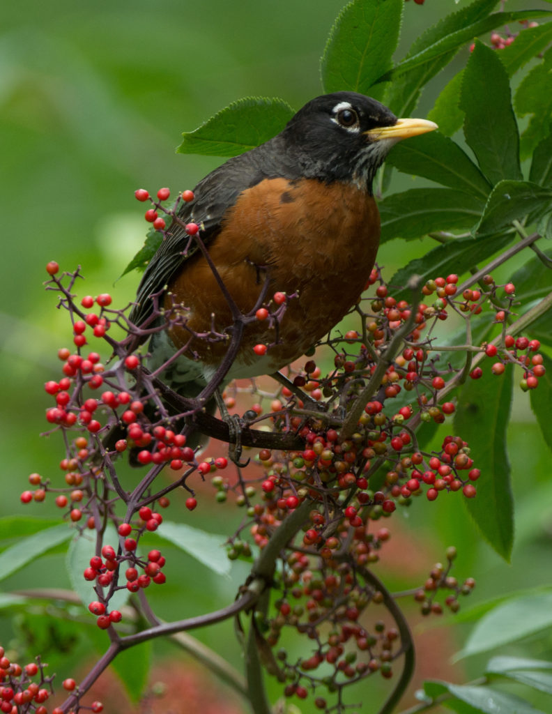 Robin, American - in Red elderberry 20160526-20