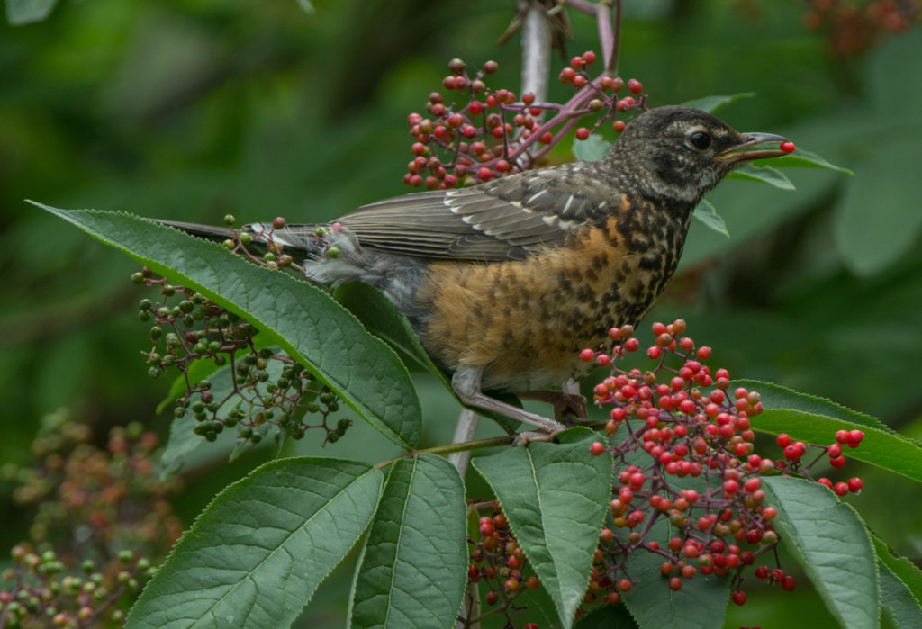 Robin, American - in Red elderberry 20160526-34