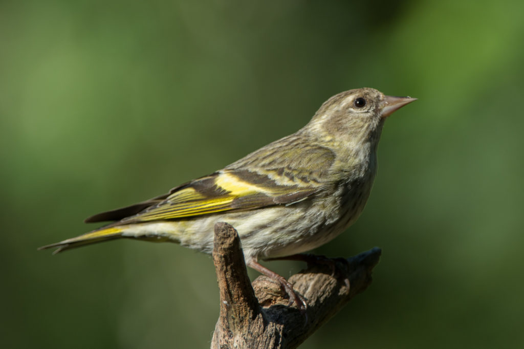 Siskin, Pine 20160510-04