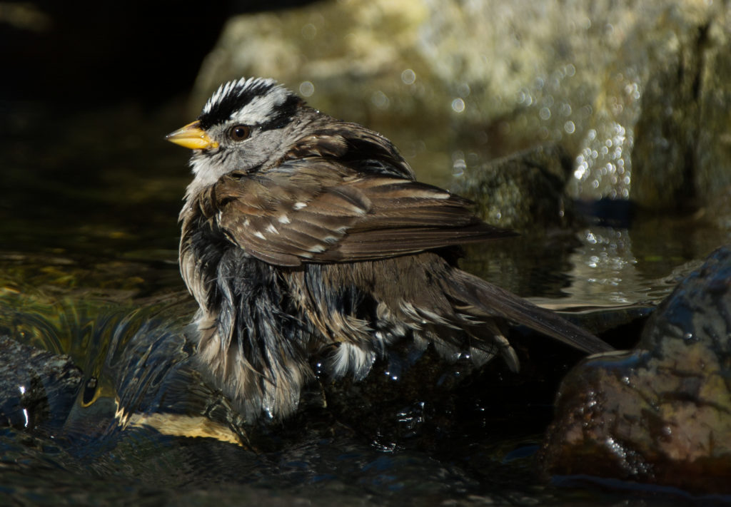 Sparrow, White-crowned 20160509-08