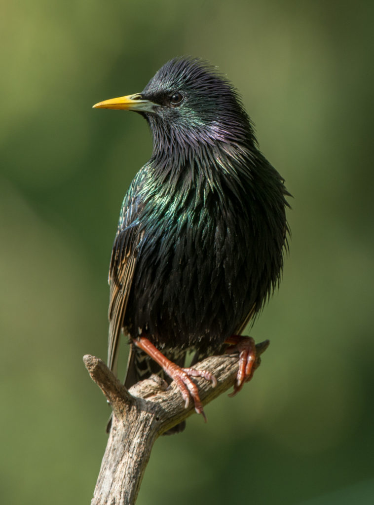 Starling, European 20160508-08