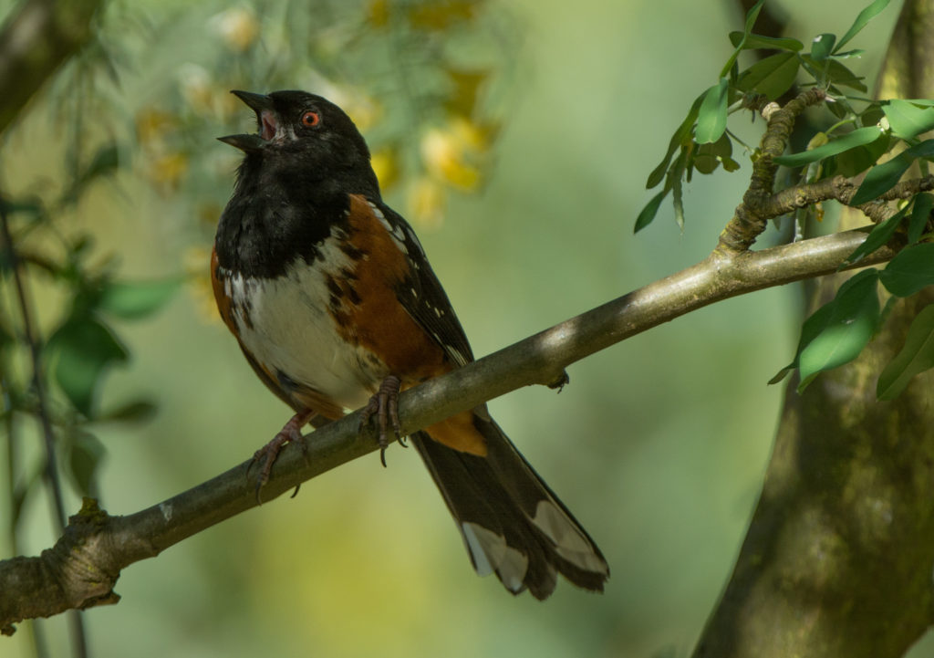 Towhee, Spotted 20160510-02