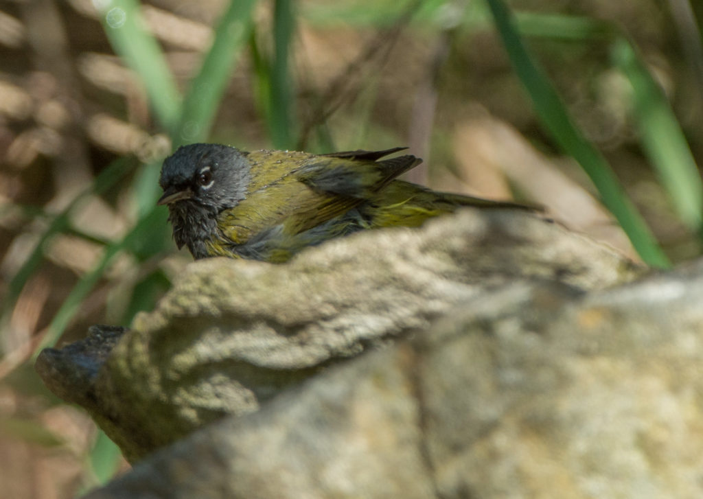 Warbler, MacGillivray's 20160510-05