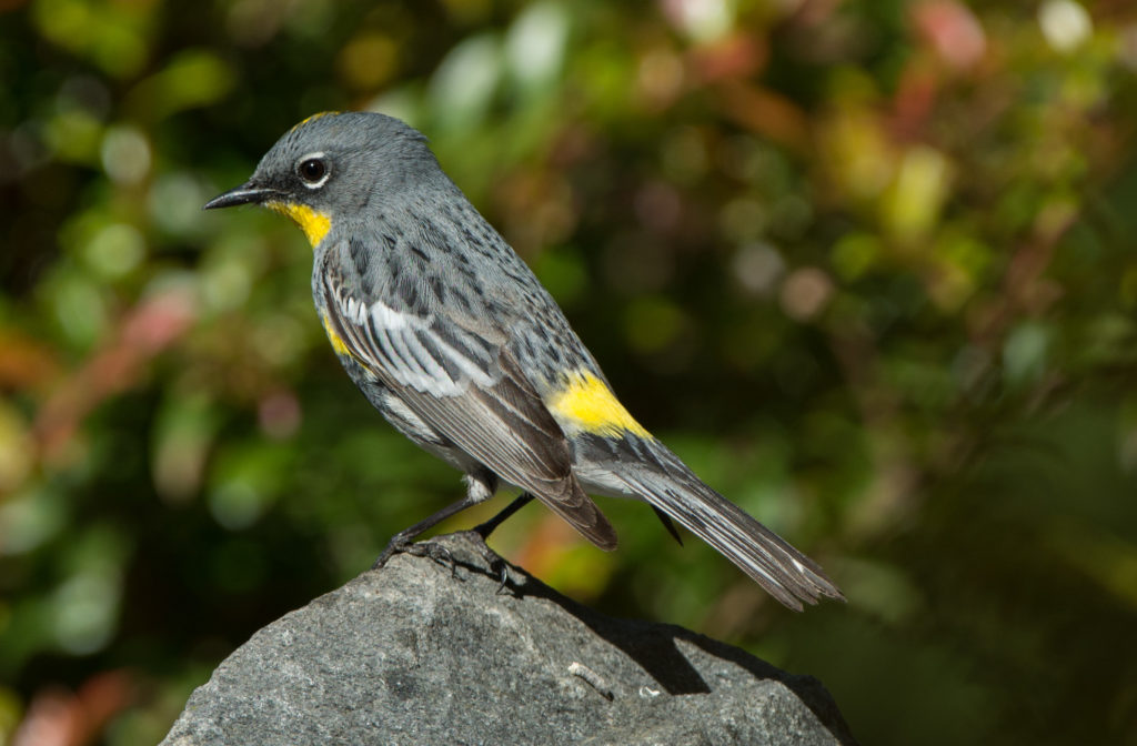 Warbler, Yellow-rumped - Audubon 20160507-02