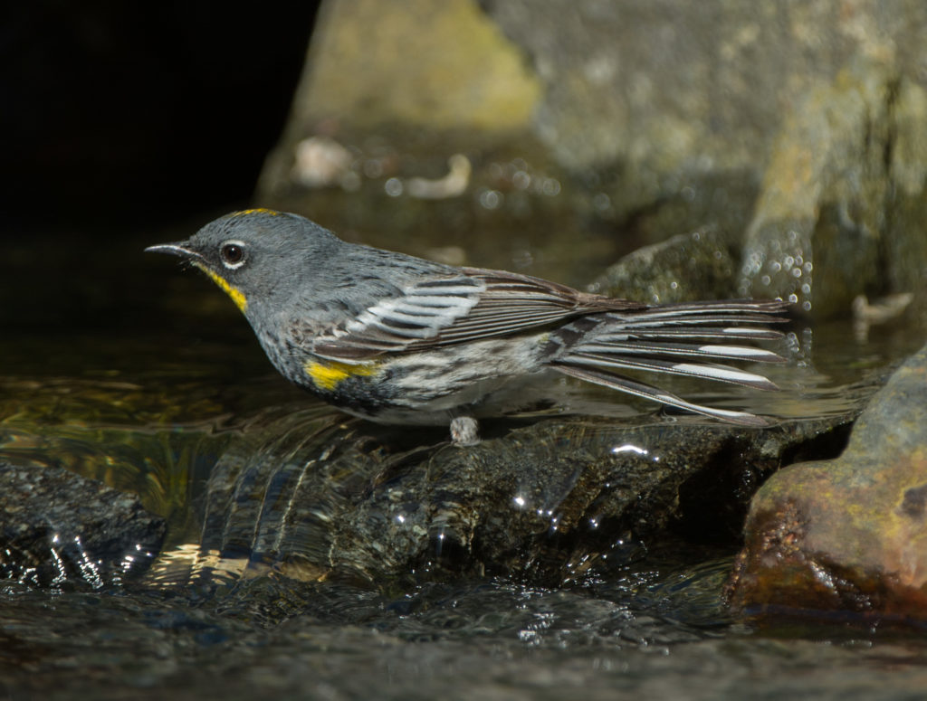 Warbler, Yellow-rumped - Audubon 20160507-08