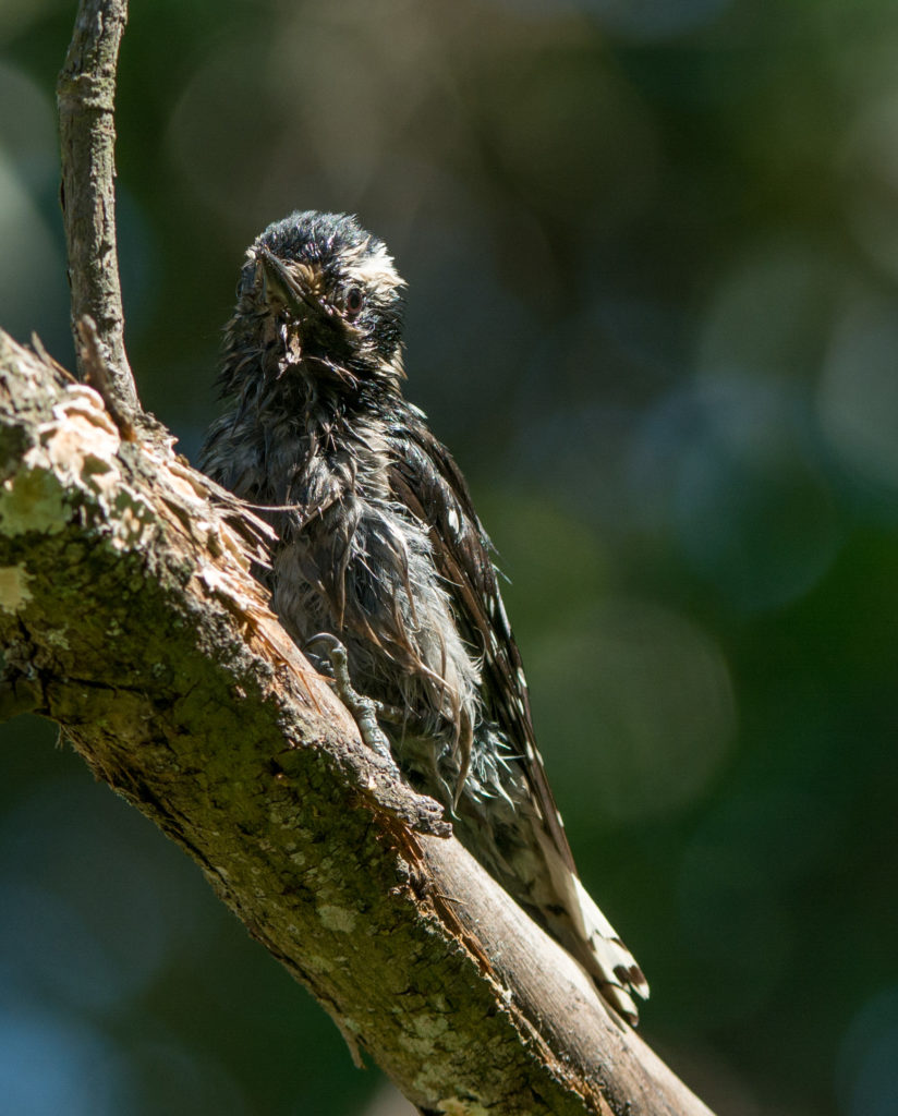 Woodpecker, Downy 20160507-03