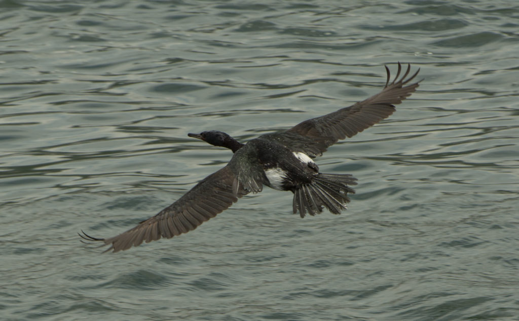 Cormorant, Pelagic 20160616-04