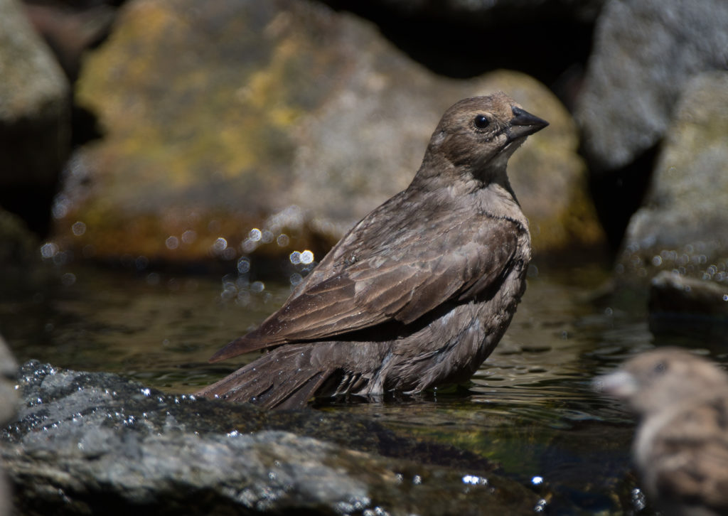 Cowbird, Brown-headed 20160625-03