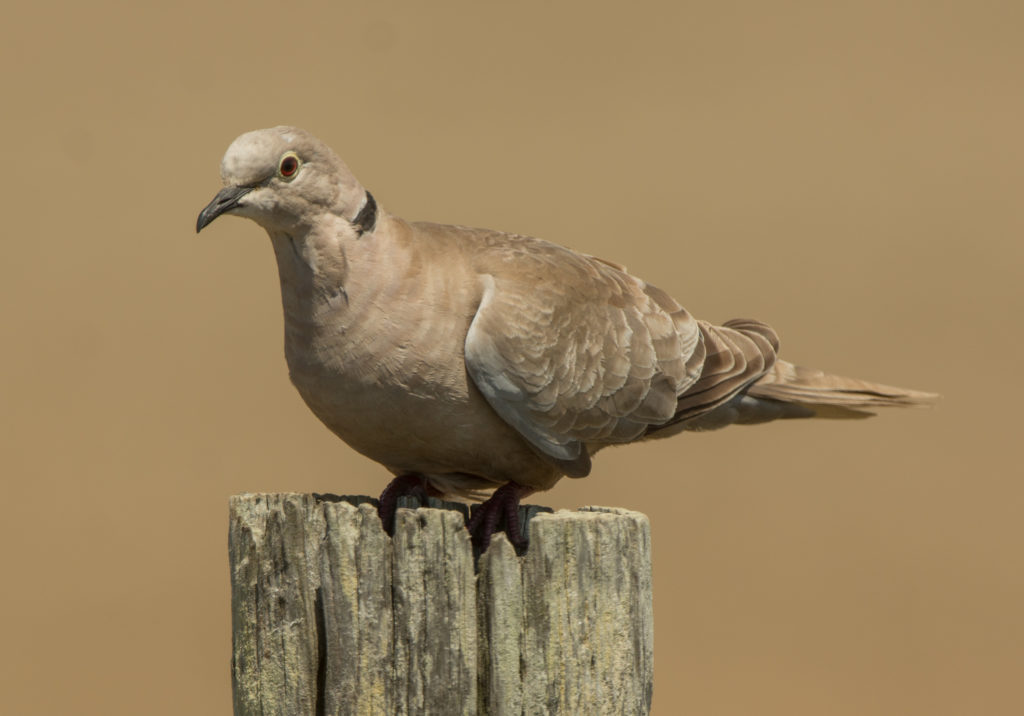 Dove, Mourning 20160610-02