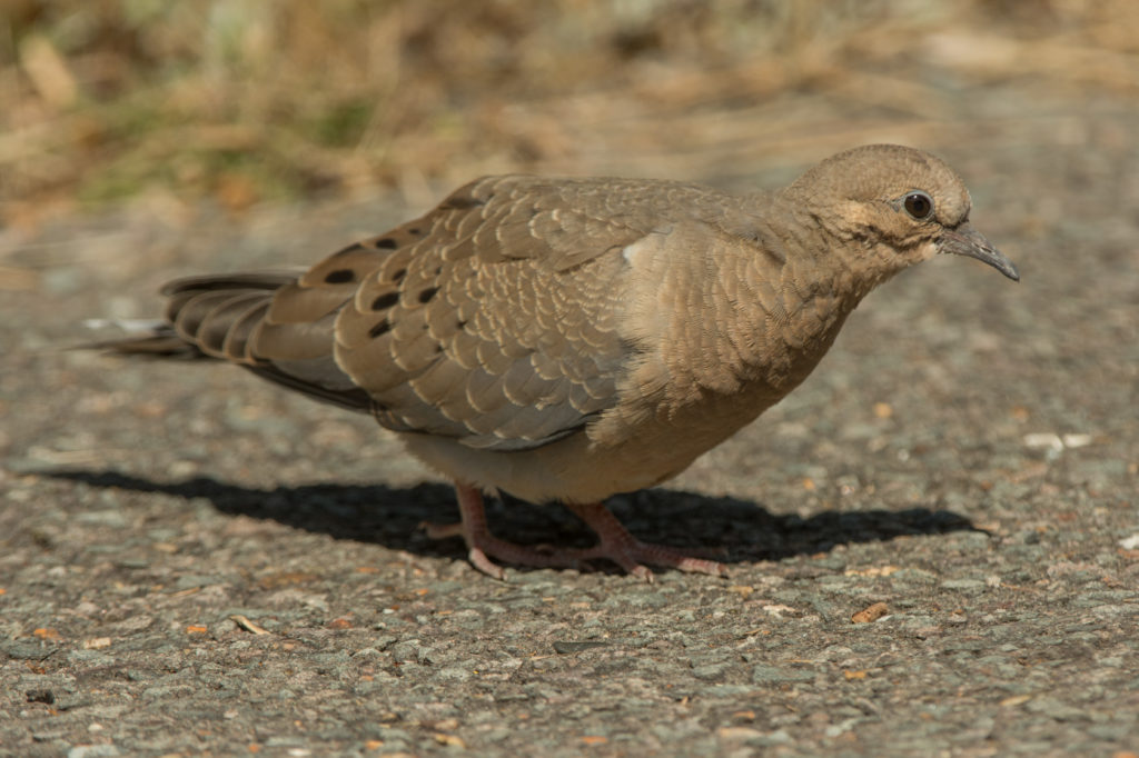 Dove, Mourning 20160610-04