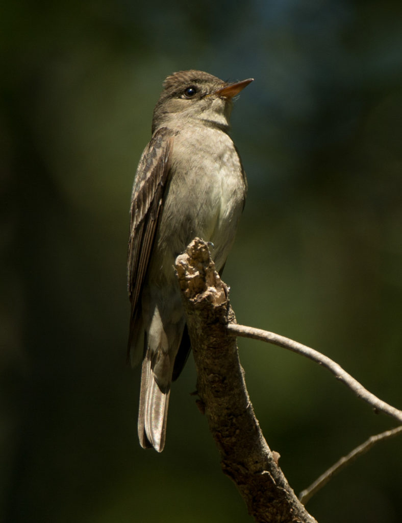 Flycatcher, ? 20160613-09