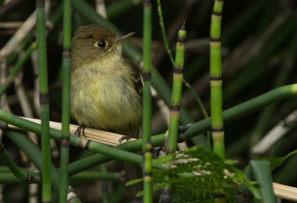 Flycatcher, Pacific Slope 20160613-02