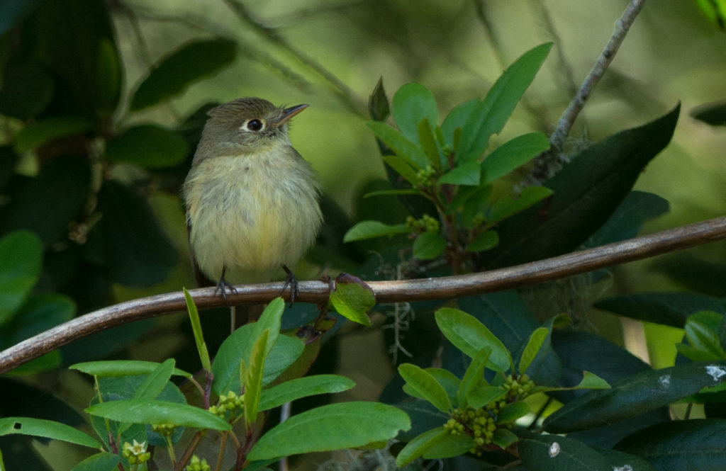 Flyvcatcher, Pacific Slope 20160609-11