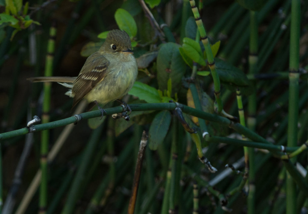 Flyvcatcher, Pacific Slope 20160609-17