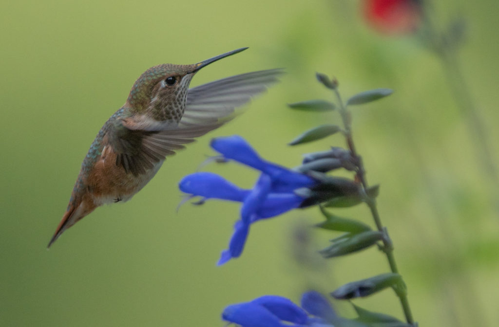 Hummingbird, Rufous 20160625-09
