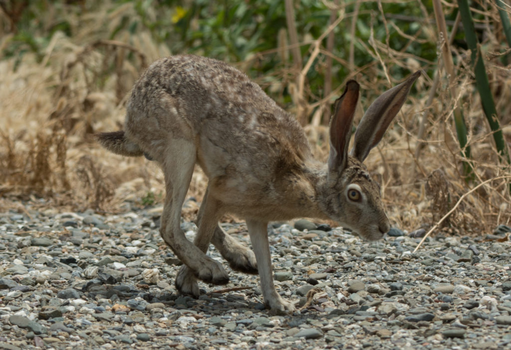 Jackrabbit 20160608-03