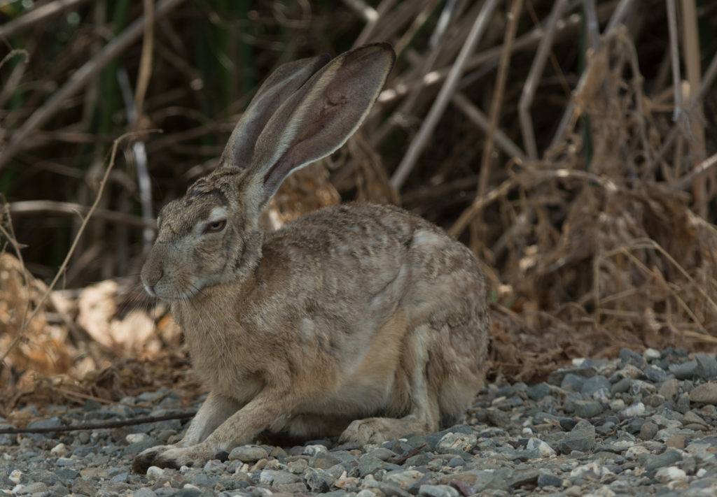 Jackrabbit 20160608-13