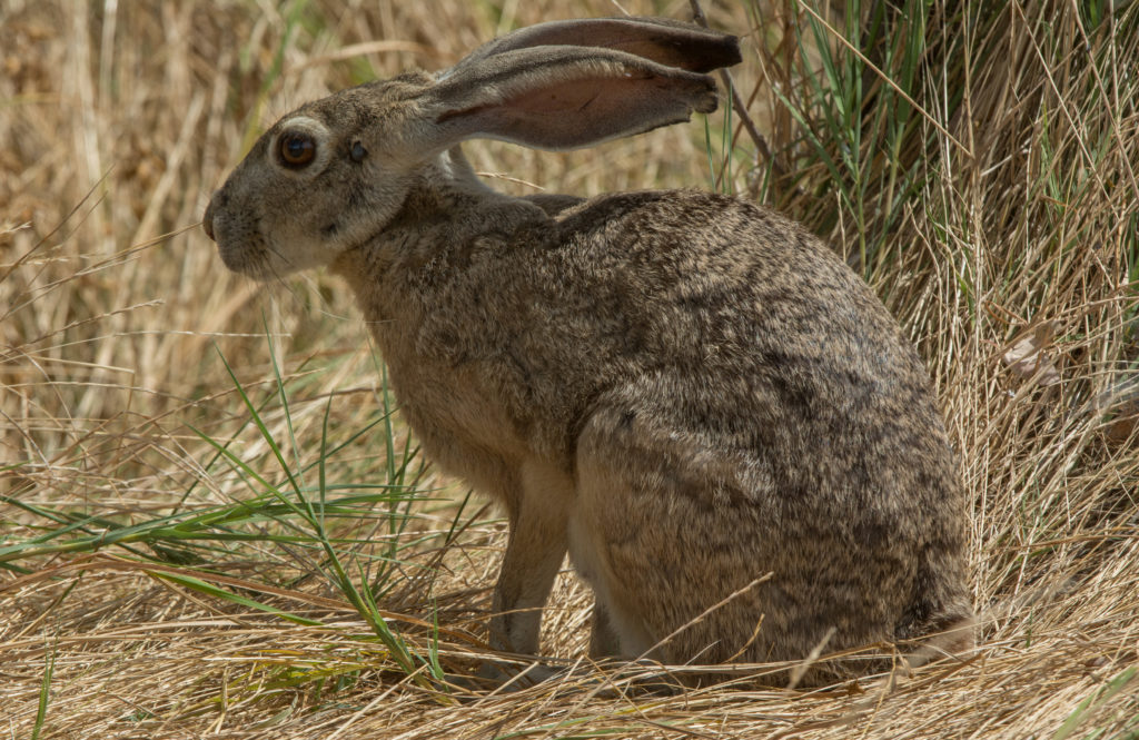 Jackrabbit 20160608-20