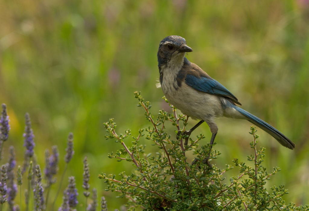 Jay, Western Scrub 20160610-11