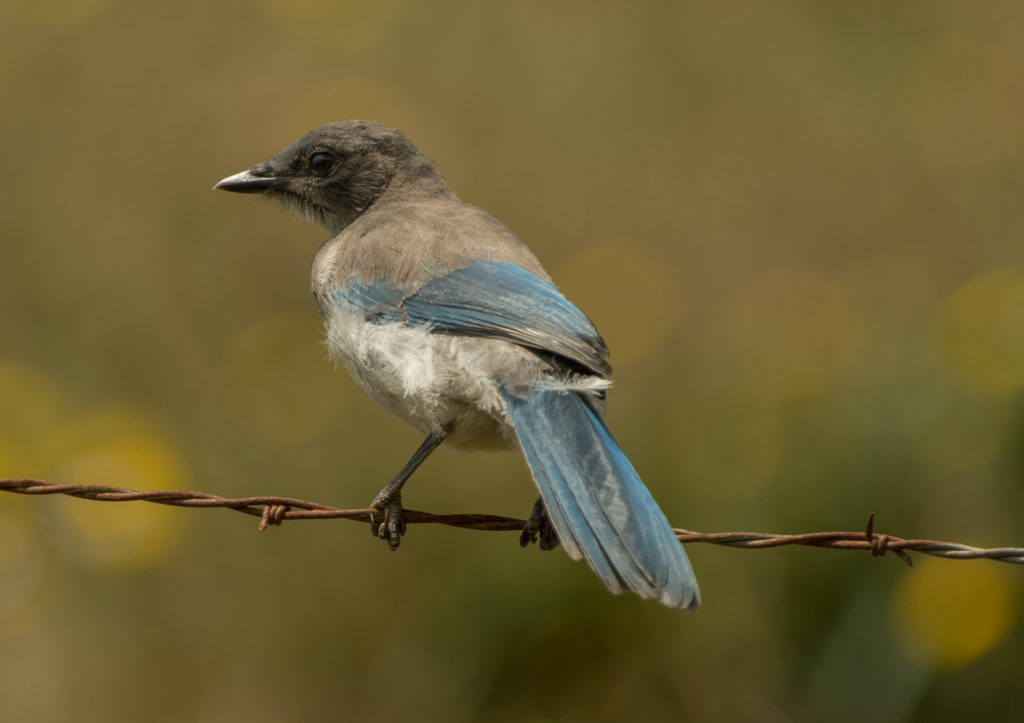 Jay, Western Scrub 20160610-19