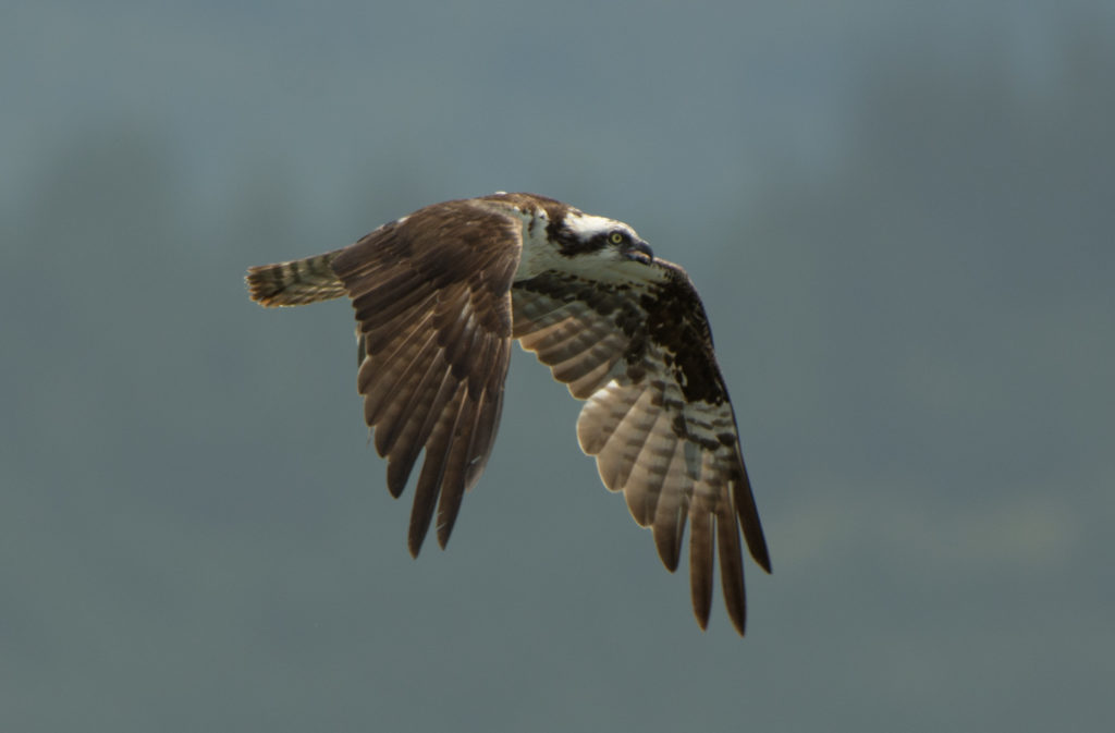 Osprey 20160616-02