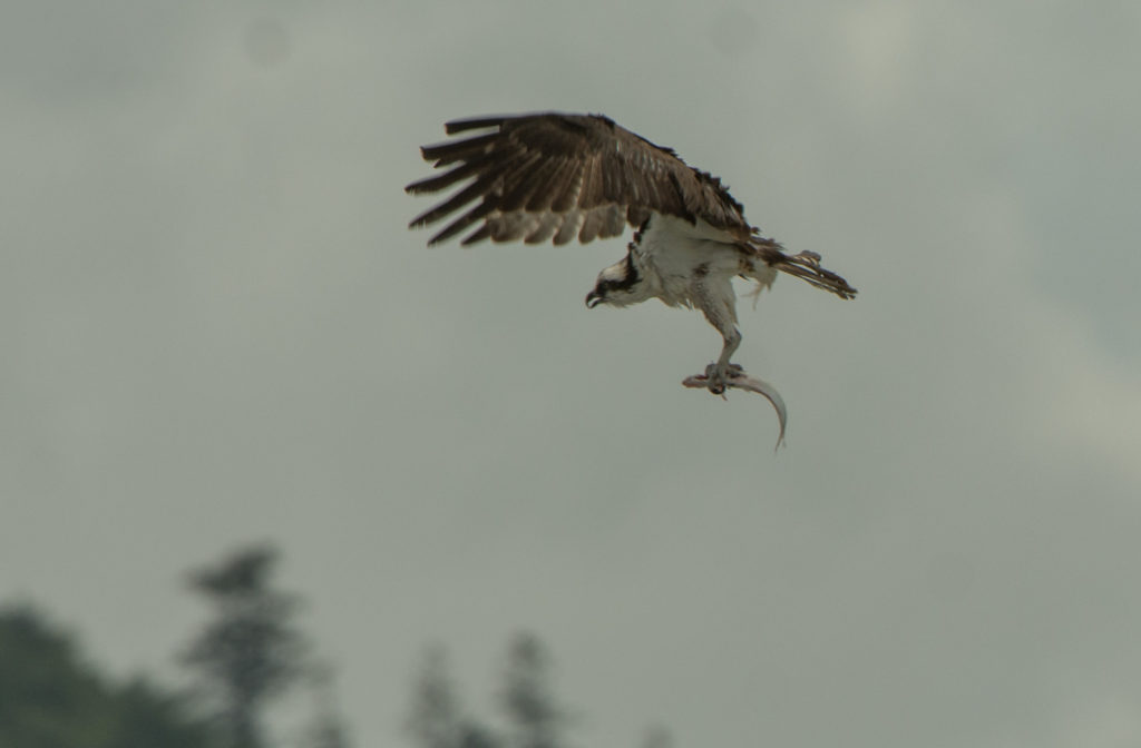 Osprey 20160616-10