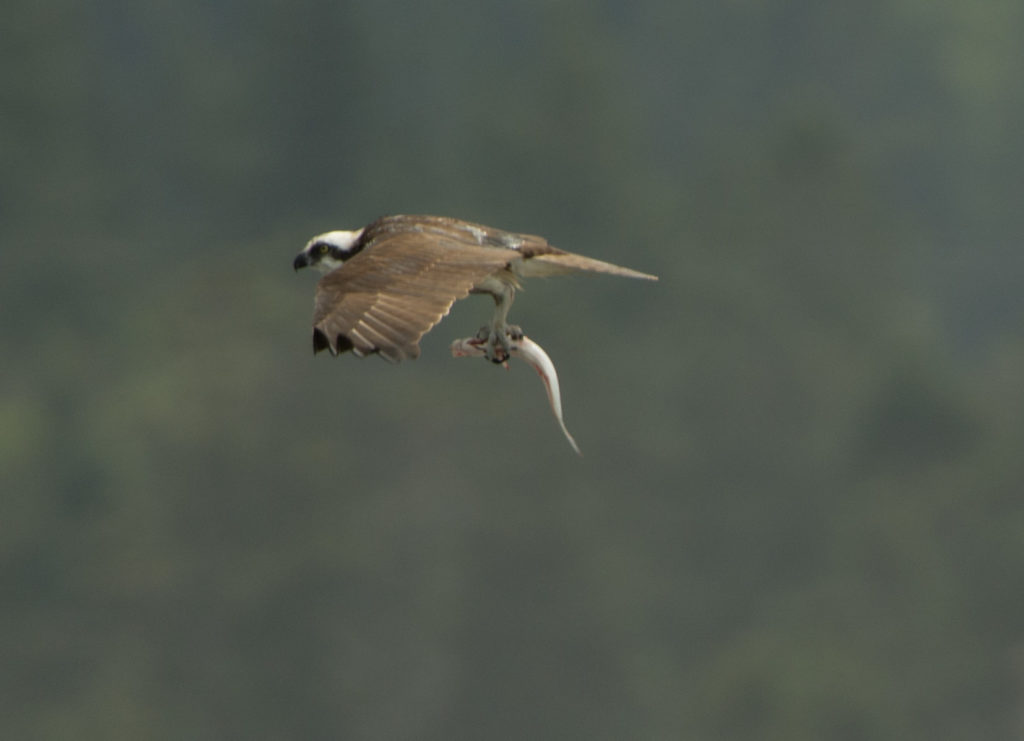 Osprey 20160616-11