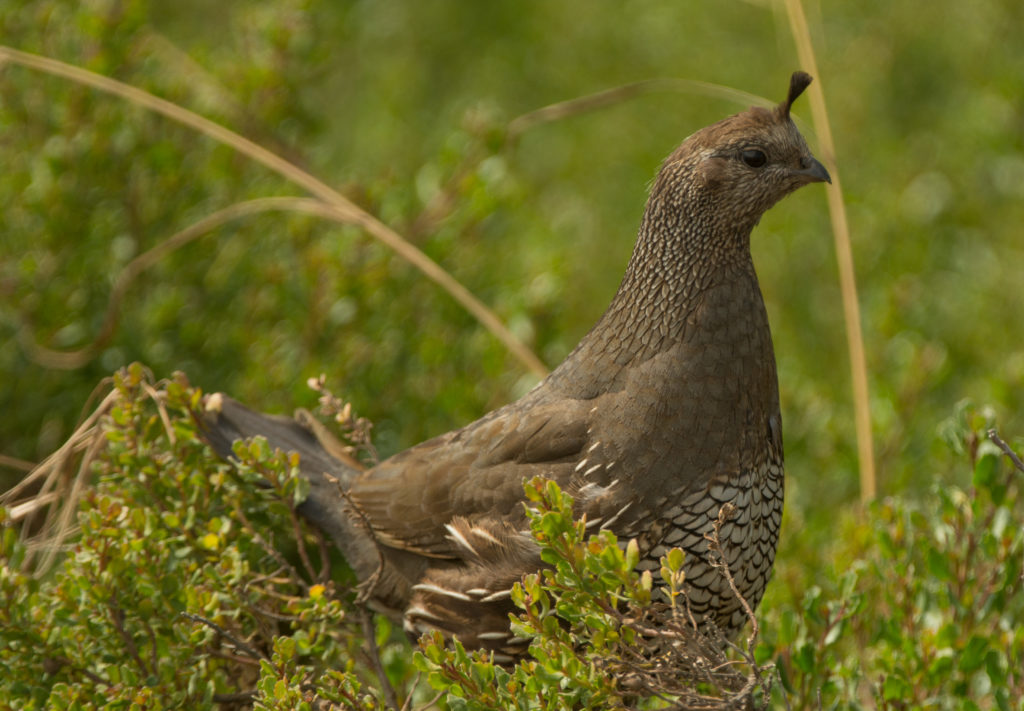 Quail, California 20160610-03