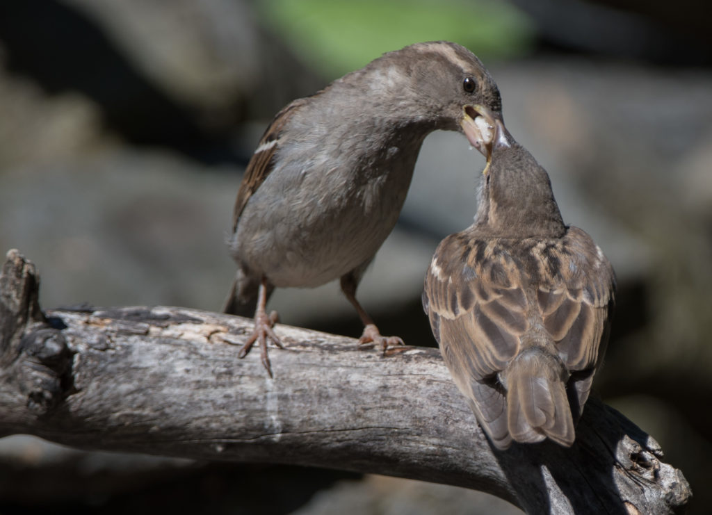 Sparrow, House - feeding juvenile 20160625-01