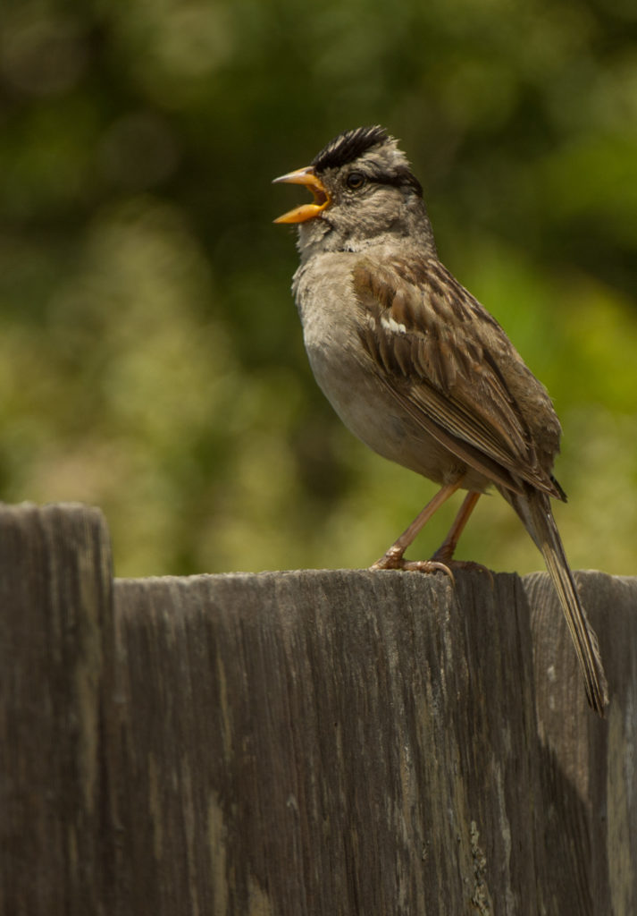 Sparrow, White-crowned 20160610-03