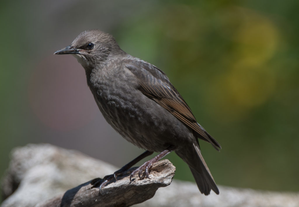 Starling, European 20160625-01