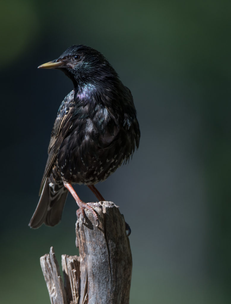 Starling, European 20160625-03