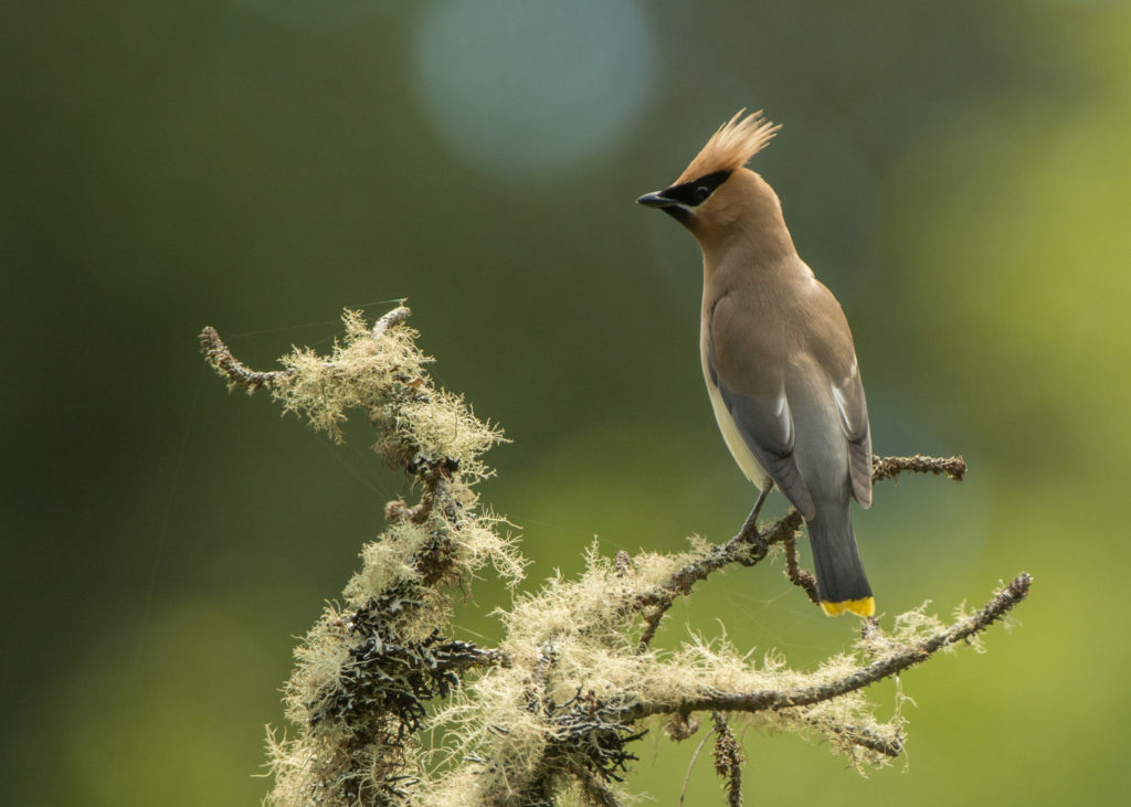 Waxwing, Cerdar 20160617-04