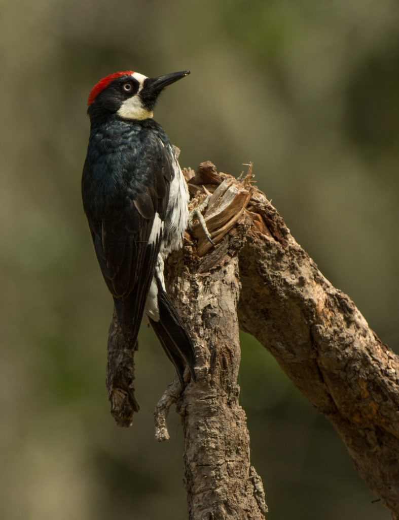 Woodpecker, Acorn 20160614-05