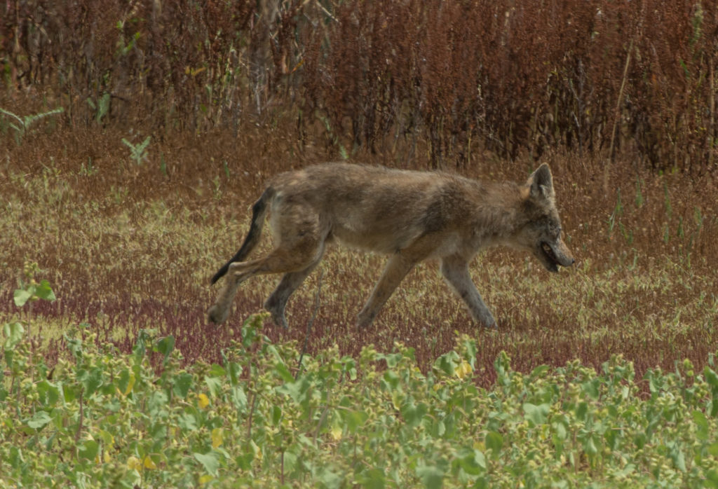 coyote 20160608-02