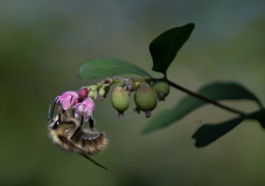 plant bloom with bee 20160625-02