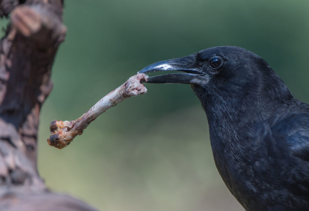 Crow, - with chicken bone 20160812-01