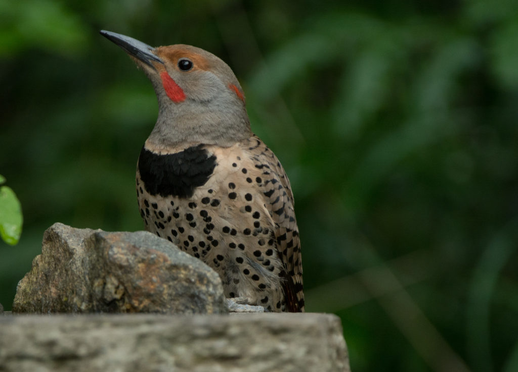 Flicker, Northern 20160523-01