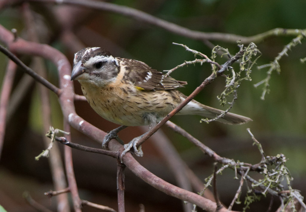 Grosbeak, Black-headed 20160707-02