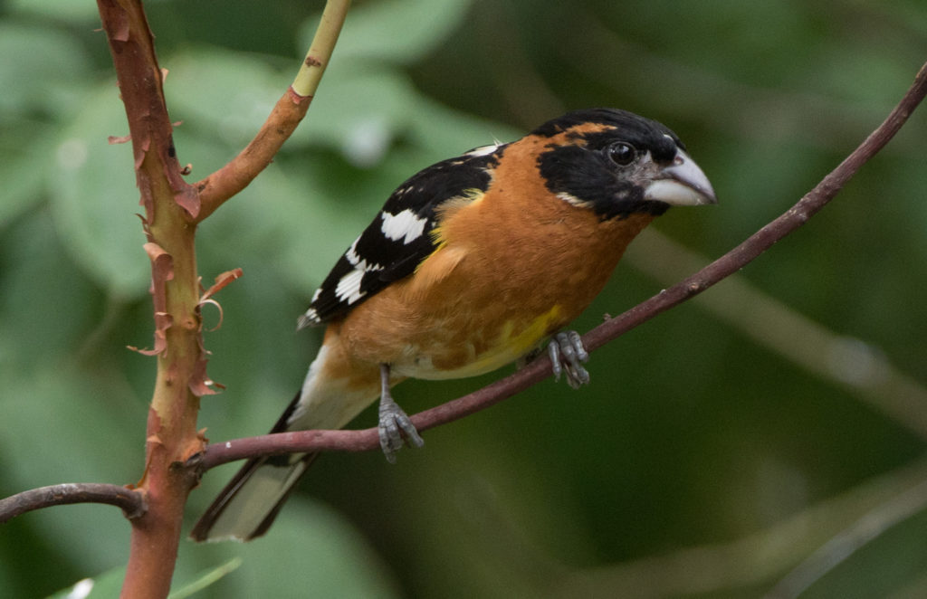 Grosbeak, Black-headed 20160707-08