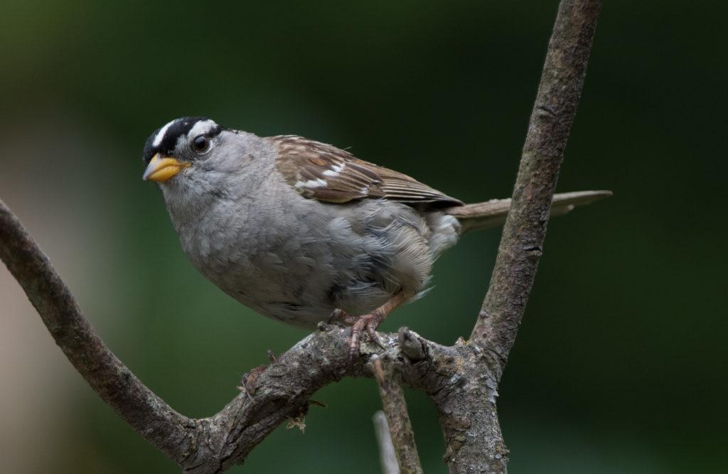 Sparrow, White-crowned 20160707-04-2