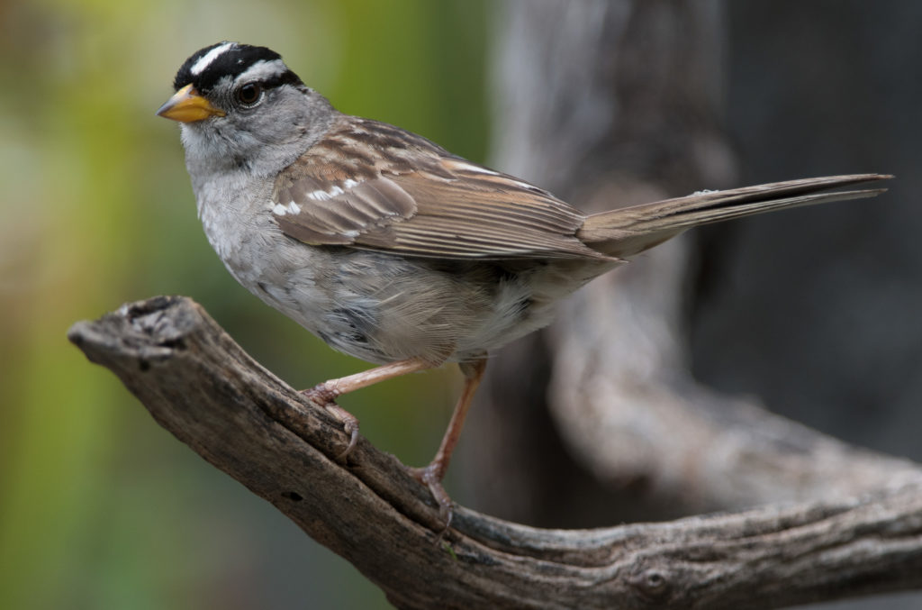 Sparrow, White-crowned 20160707-09