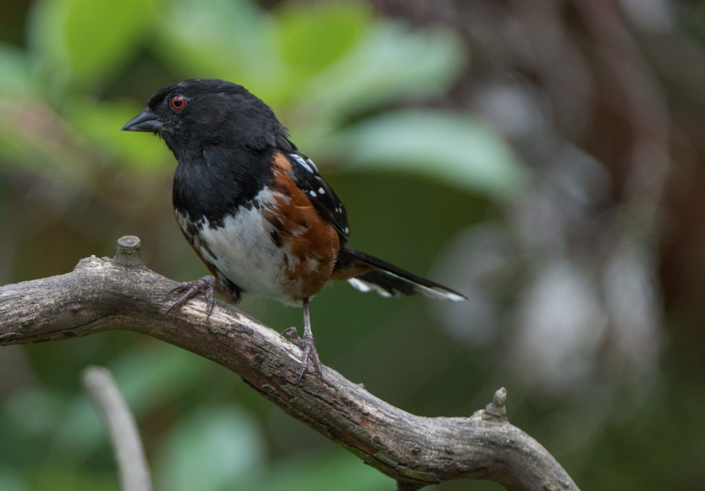 Towhee, Spotted 20160707-01