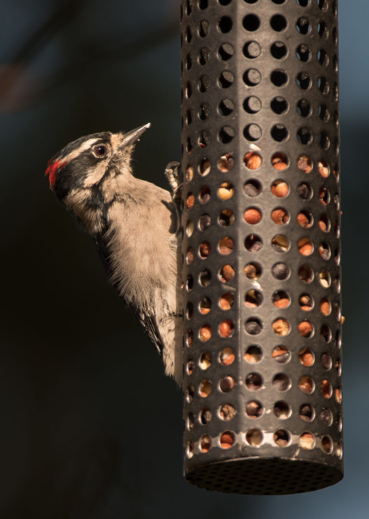 Woodpecker, Downy 20160822-01