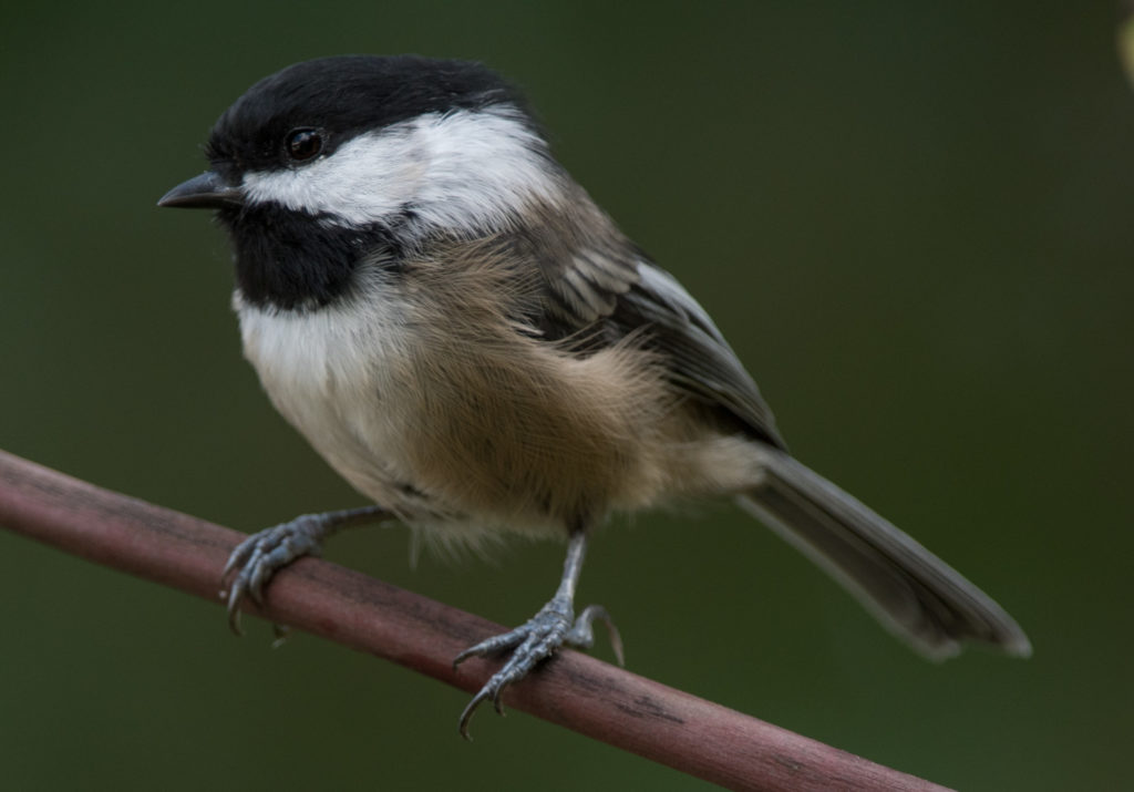 chickadee-black-capped-20160910-06